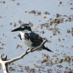 Ceryle rudis leucomelanurus