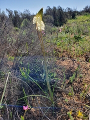 Bulbinella eburniflora