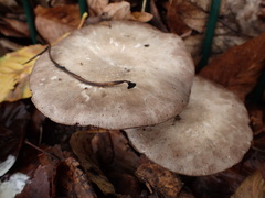 Agaricomycetes