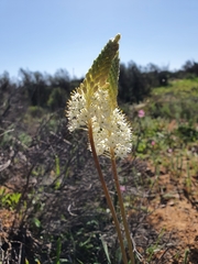 Bulbinella eburniflora