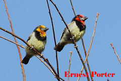 Lybius torquatus torquatus