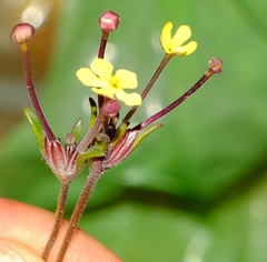 Zaluzianskya pusilla