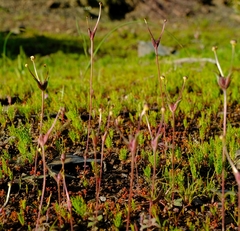 Zaluzianskya pusilla
