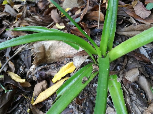 Aloe lomatophylloides image