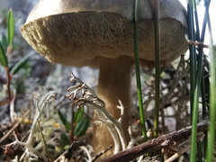 Leccinum rotundifoliae