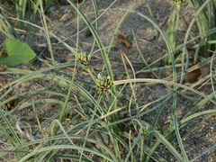 Cyperus capitatus