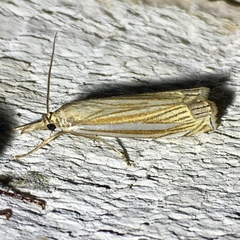 Crambus laqueatellus