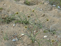 Cyperus capitatus