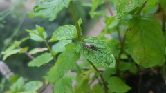 Lasioglossum