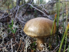 Leccinum rotundifoliae