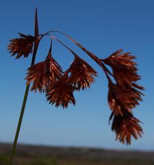 Staberoha distachyos