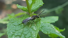 Lasioglossum