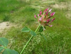 Trifolium spumosum