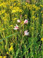 Hesperantha cucullata