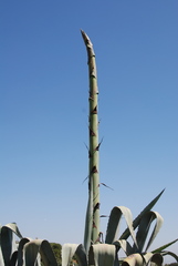 Agave americana
