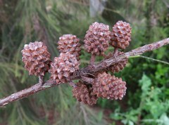Casuarina equisetifolia