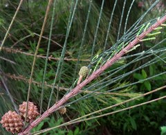 Casuarina equisetifolia