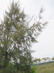 Casuarina equisetifolia