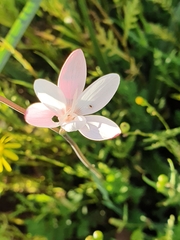 Hesperantha cucullata