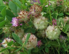 Trifolium resupinatum