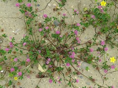 Trifolium resupinatum