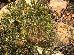 Rafnia capensis capensis