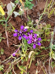 Lapeirousia oreogena