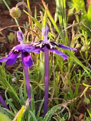 Lapeirousia oreogena