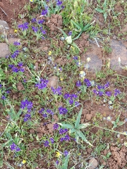 Lapeirousia oreogena