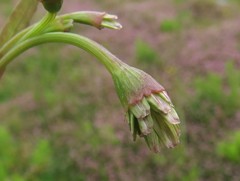 Cornucopiae cucullatum