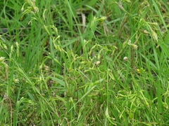 Cornucopiae cucullatum