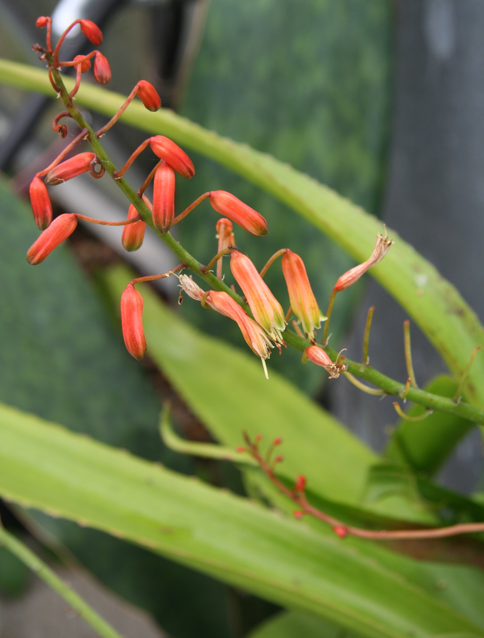 Aloe lomatophylloides
