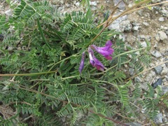 Vicia alpestris