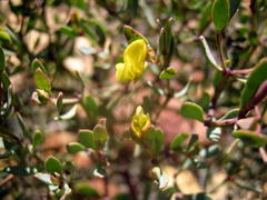Rafnia capensis capensis