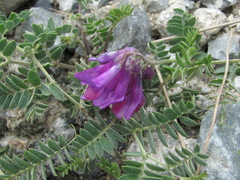 Vicia alpestris