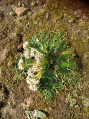 Arctopus echinatus