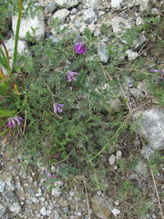 Vicia alpestris