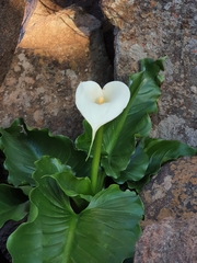 Zantedeschia odorata