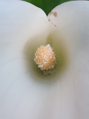 Zantedeschia odorata