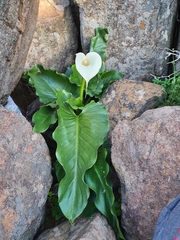 Zantedeschia odorata