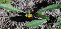 Euphorbia tuberosa