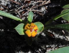 Euphorbia tuberosa