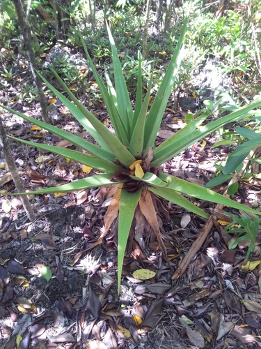 Aloe tormentorii image