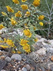 Tridactylina kirilowii