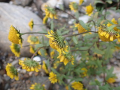 Tridactylina kirilowii