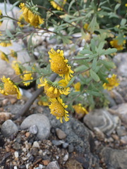 Tridactylina kirilowii