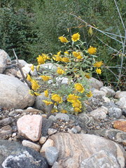 Tridactylina kirilowii