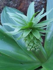 Eucomis regia