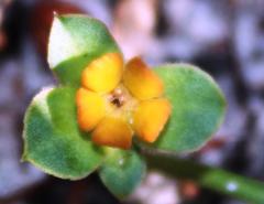 Euphorbia tuberosa
