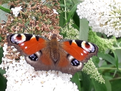 Aglais io